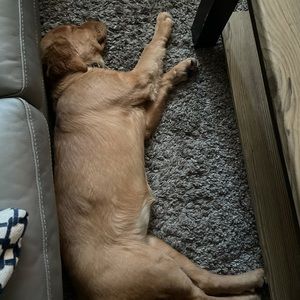 Meet your Posher, Jordana